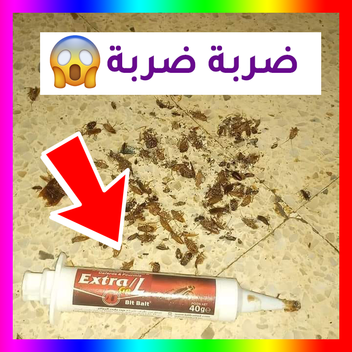 ExtraGel | الحل الأمثل للتخلص من الصراصير